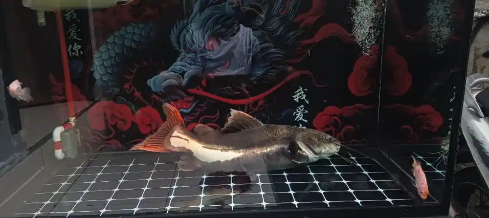 Ikan RTC lele amazon 70cm