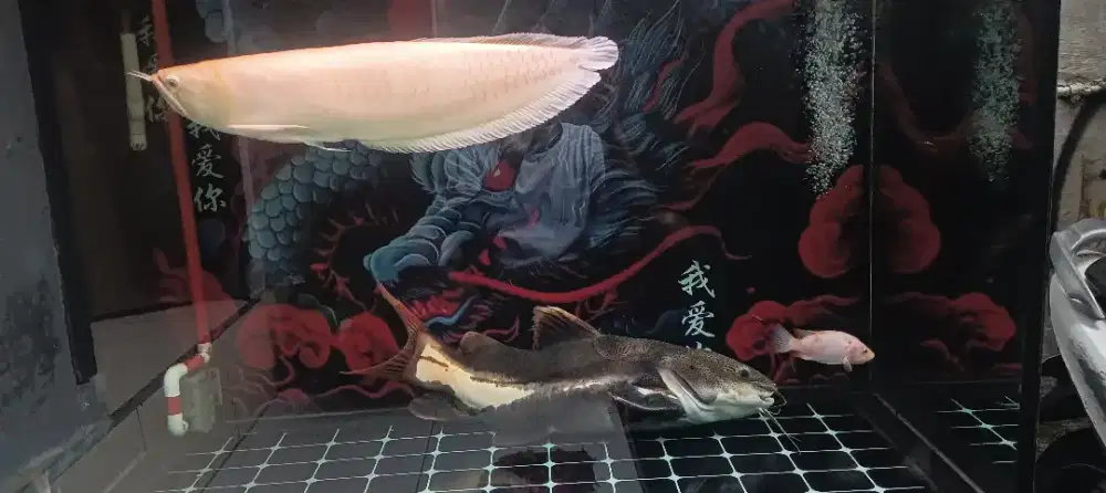 Ikan RTC lele amazon 70cm