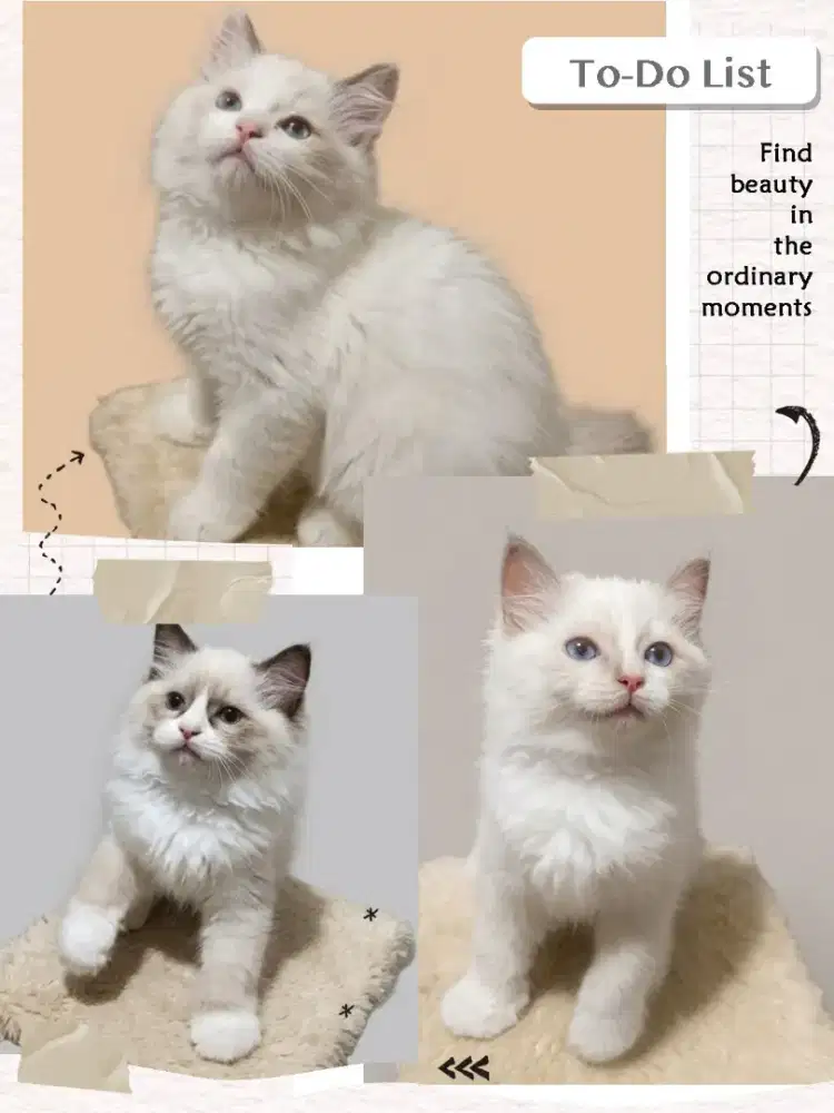 Ragdoll Simetris Jantan dan Betina