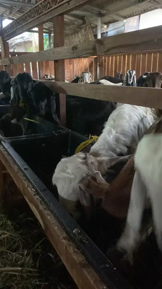 Kambing jantan stock qurban