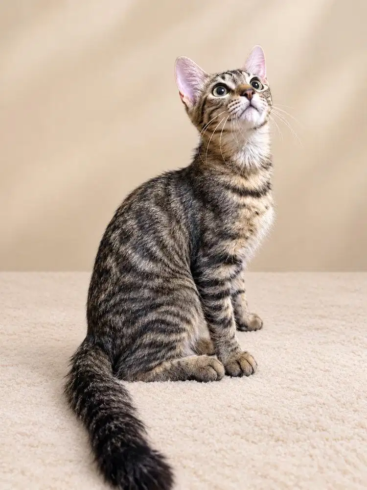 Kucing jantan 6bln