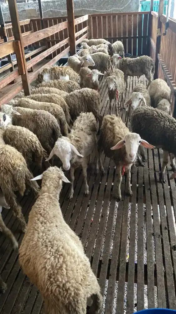 Jual kambing aqiqah qurban murah