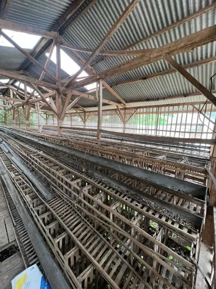 kandang ayam petelur