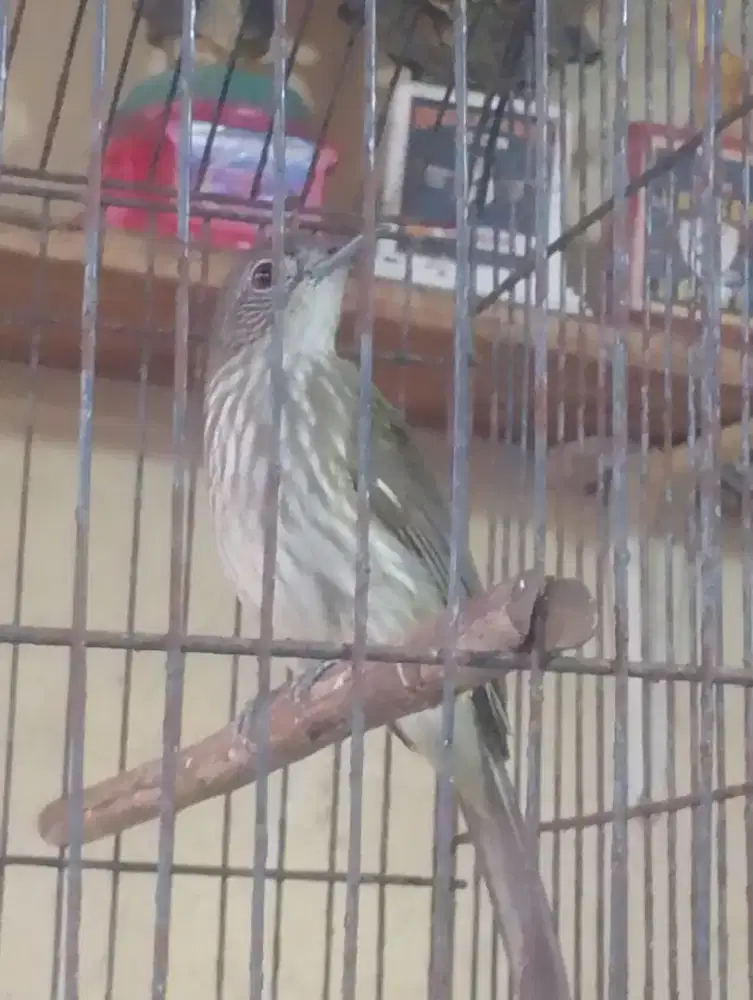 Burung siri sirih kecil buat masteran