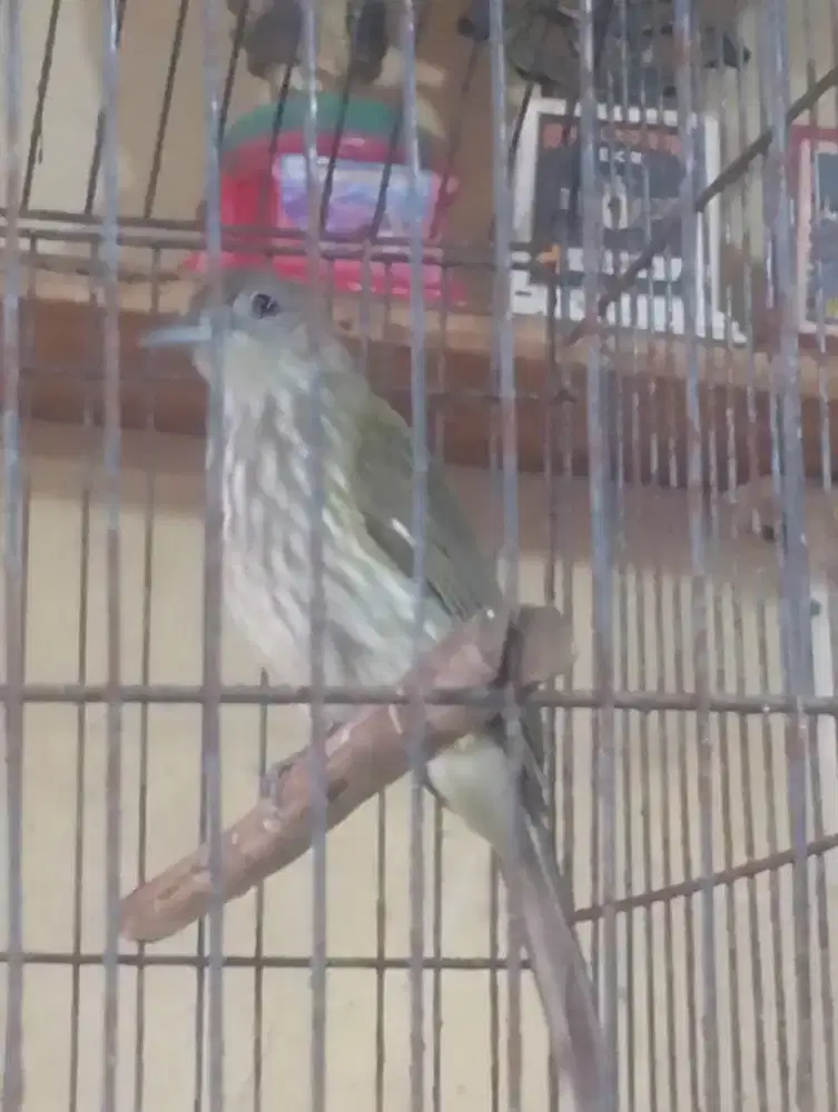 Burung siri siri kecil masteran
