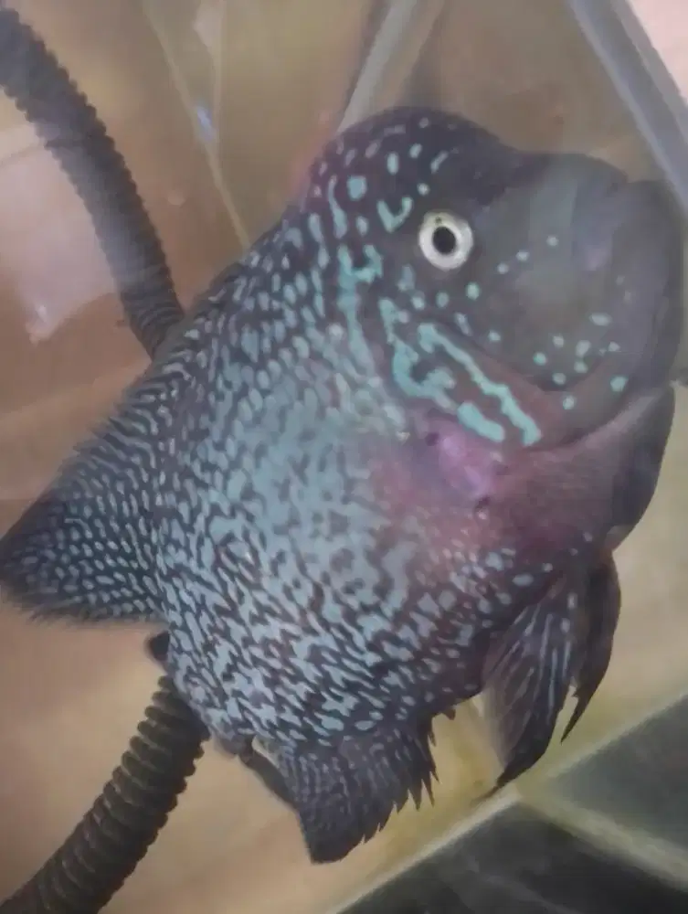 Ikan louhan kampa F2 mata putih