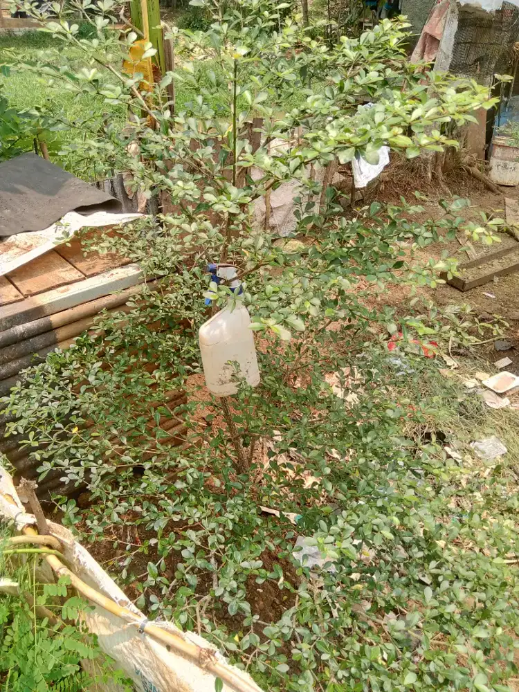 pohon Ketapang kencana