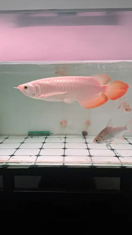 Arwana super red