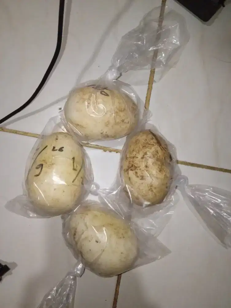 Telur soang gagal menetas 4 pcs