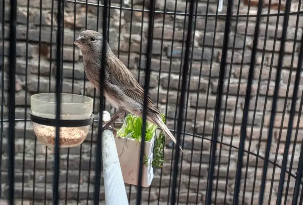 Burung kenari bahan