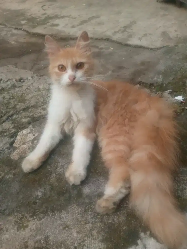 Kucing Anggora betina