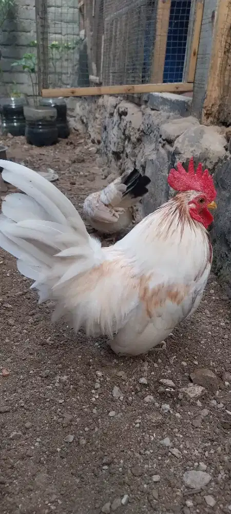 Ayam hias kate sejodoh, lucu dan imut cocok untk hiasan  halaman rumah