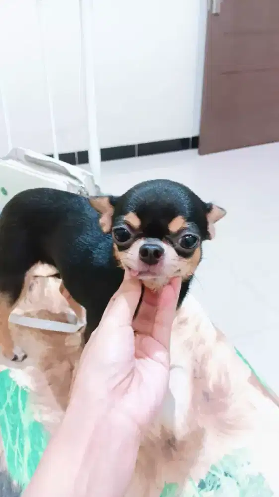 Chihuahua betina dewasa