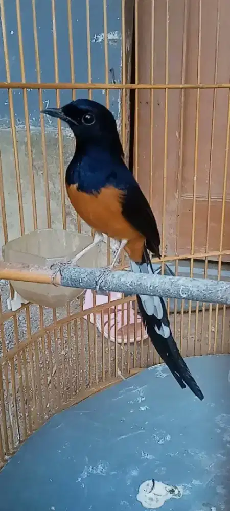 Burung murai gacor
