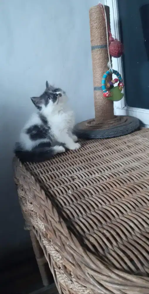 Kitten jantan, persian