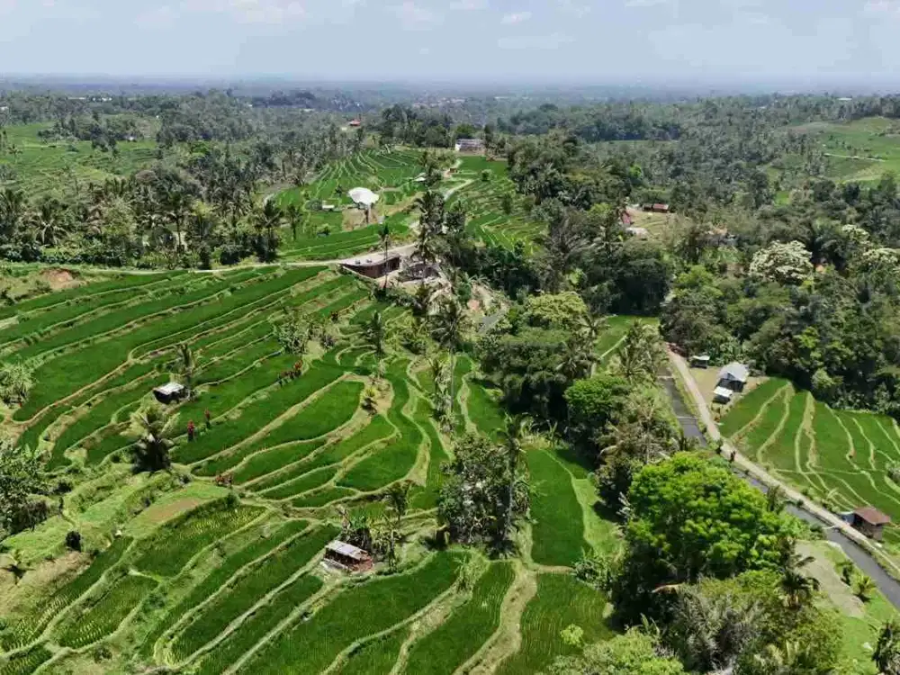 Jual property luas kecil di area central jatiluwih, tabanan bali.