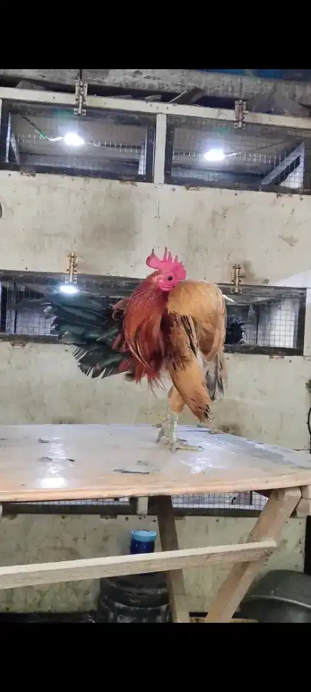 Ayam Serama jantan