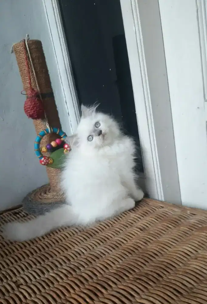 Kitten jantan, persian