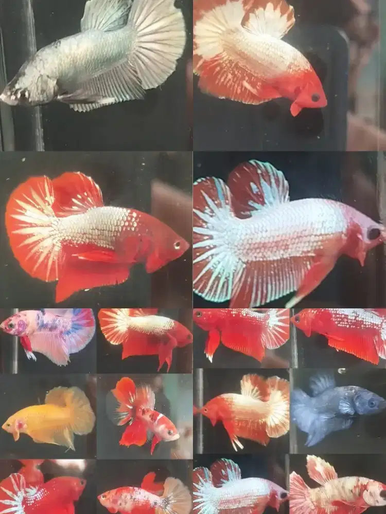 Ikan cupang Hias plakat & Half moon