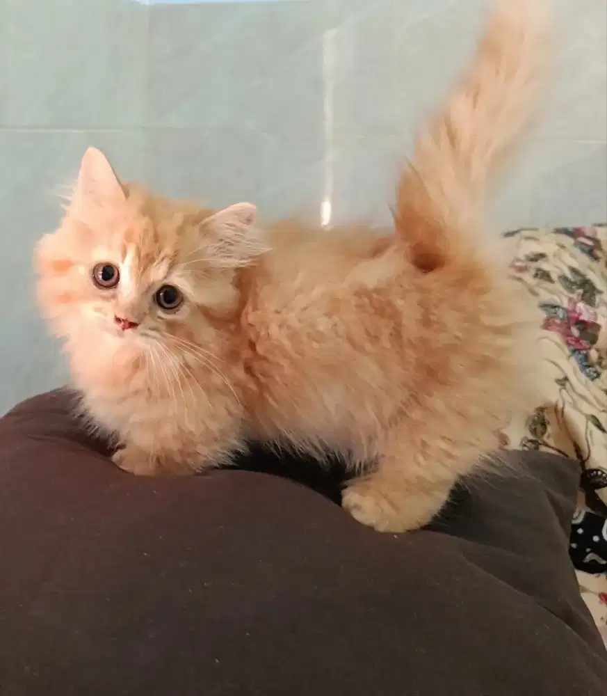 Anakan Munchkin standar