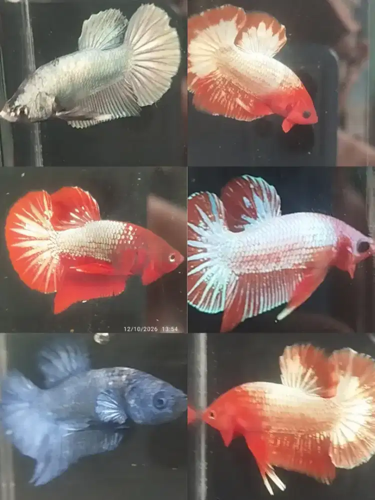 Ikan cupang Plakat hiasan