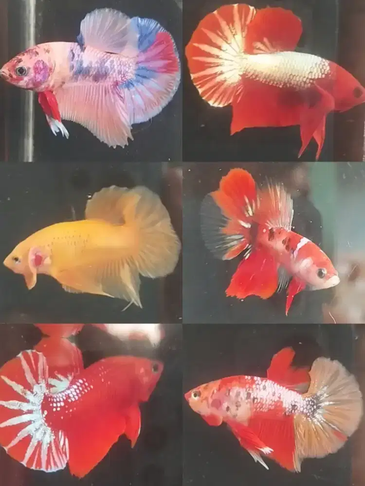 Ikan Cupang Hias Jaksel ps.minggu