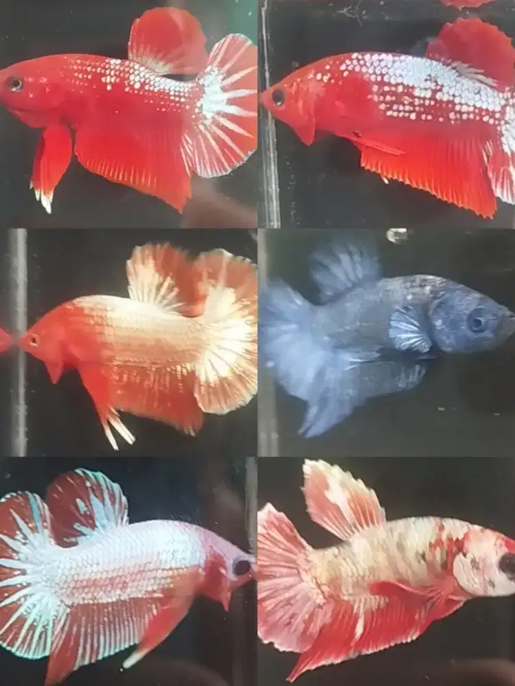 Ikan Cupang Hias Jaksel