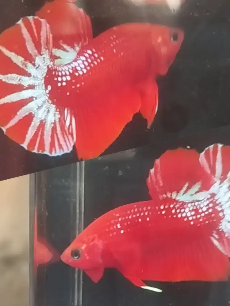 ikan cupang plakat hias