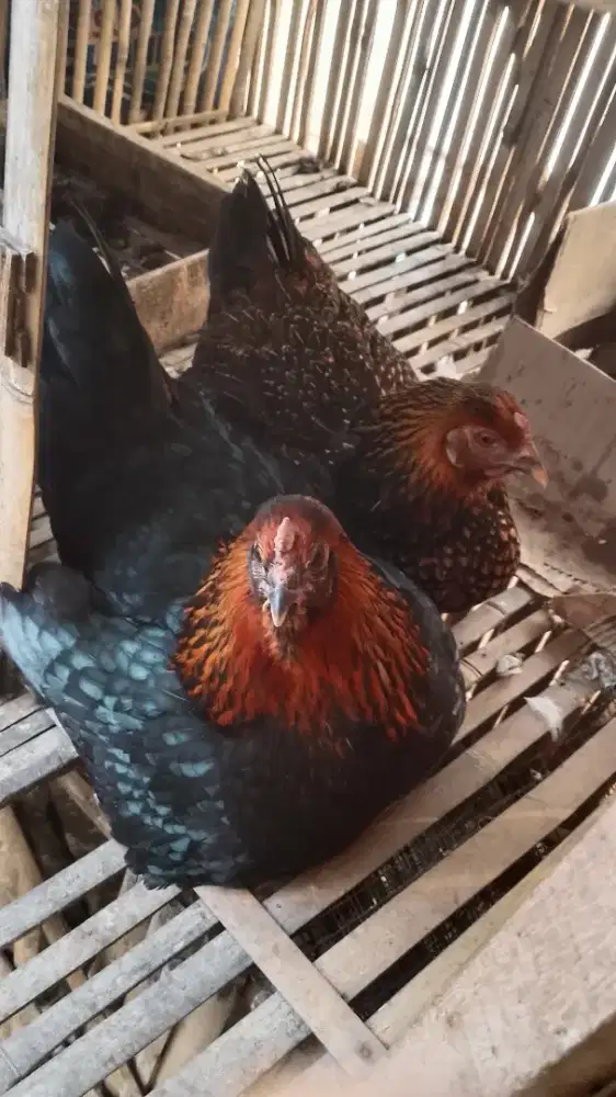 Ayam biang pelung brahma