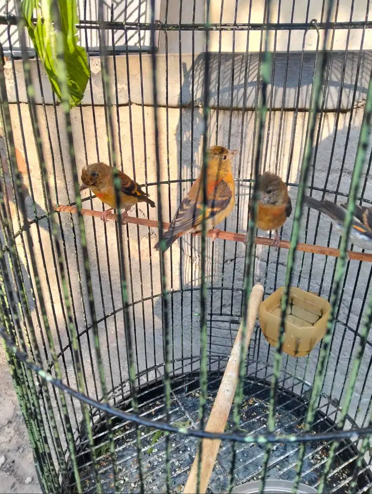 Burung red siskin clasik paud