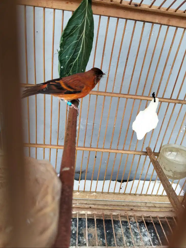 Burung dewasa betina mule silangan red siskin clasik dan kenari