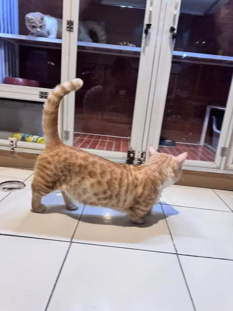 KUCING MUNCKIN BSH