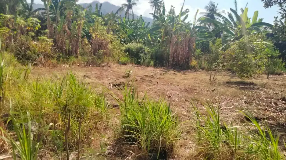 Dijual Tanah Siap Bangun   100  dari Jln Raya Gilimanuk Singaraja