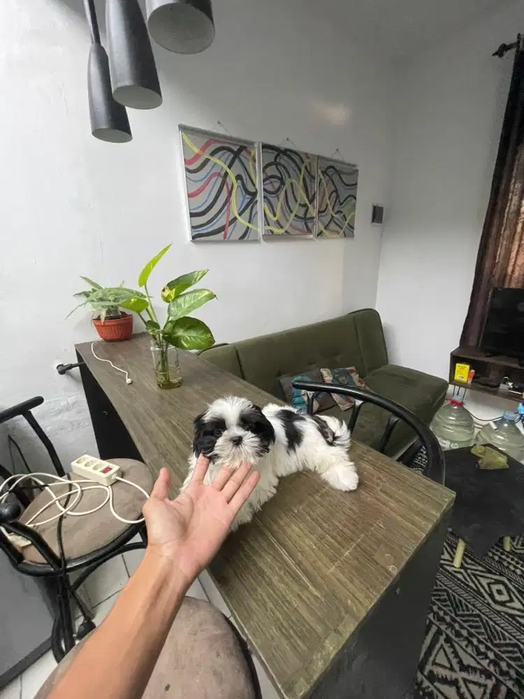 Shihtzu puppy gemoy
