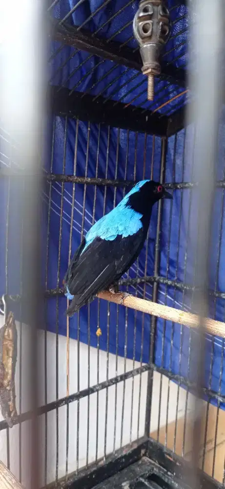 Burung Cak Biru