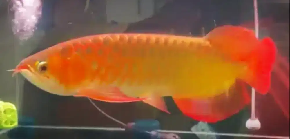 Arwana super red