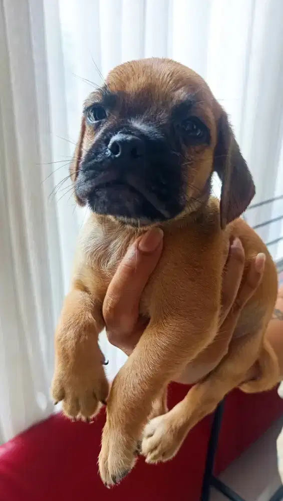 PUPPIES Beagle mix Pug