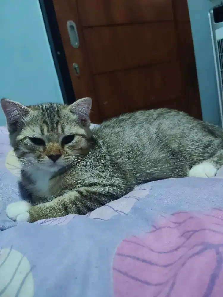 Kitten bsh betina
