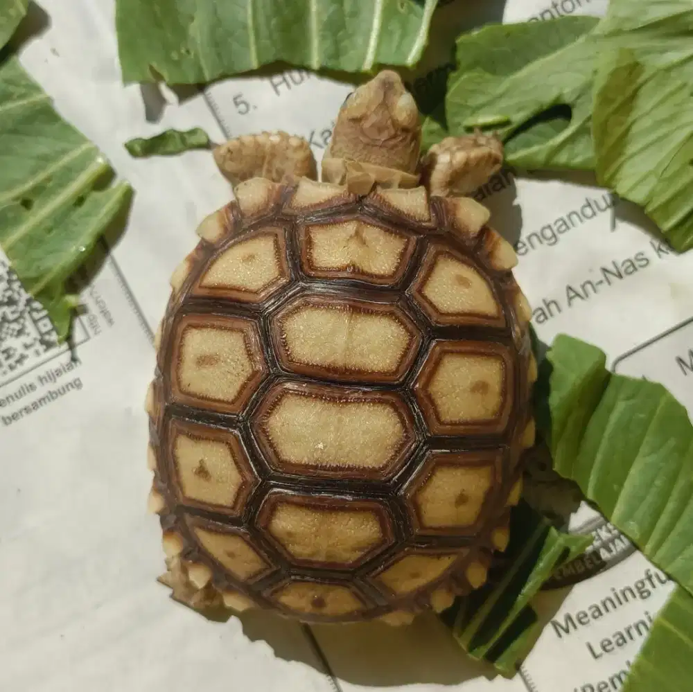 Sulcata Size 6,5cm