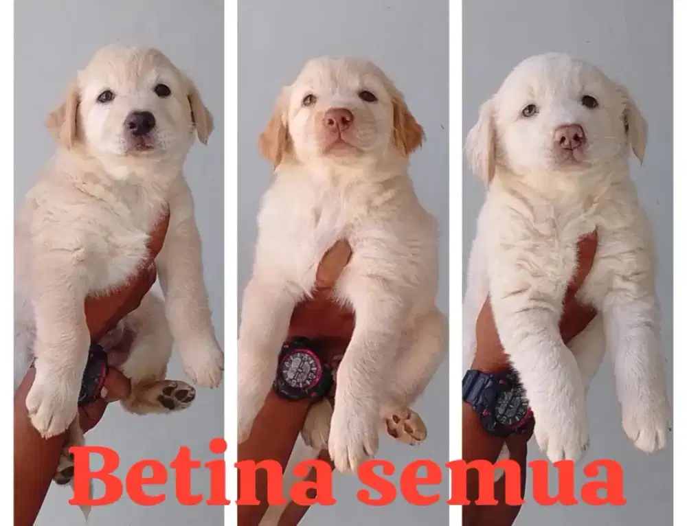 Anjing golden betina semua
