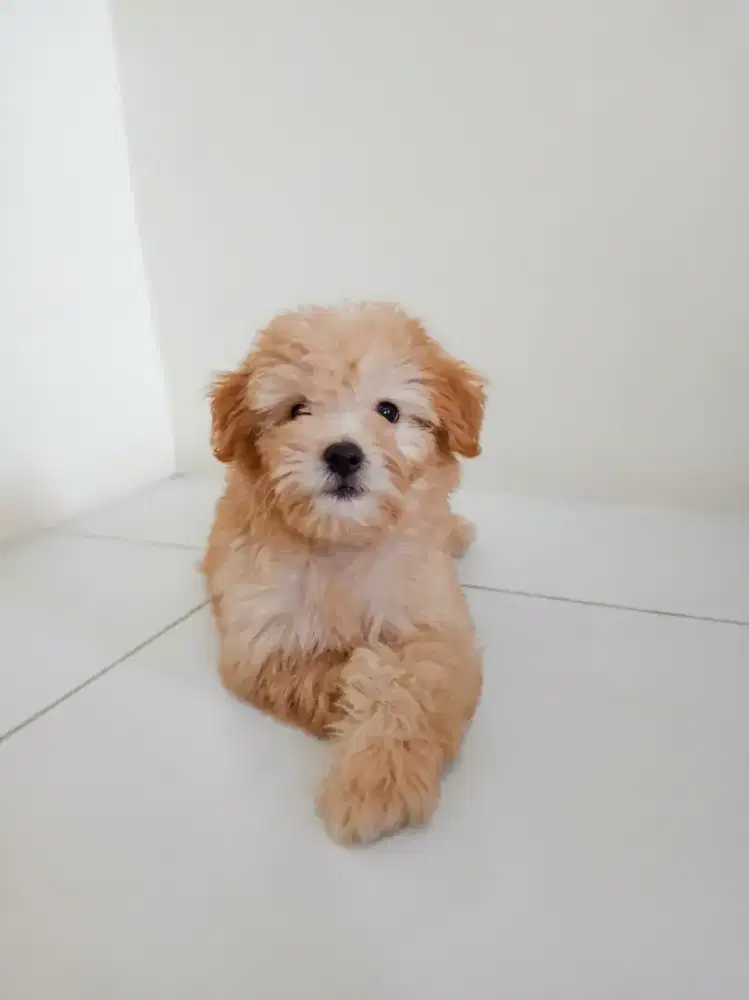 Puppy Puppies Anak Anjing Maltipo Maltipoo Betina