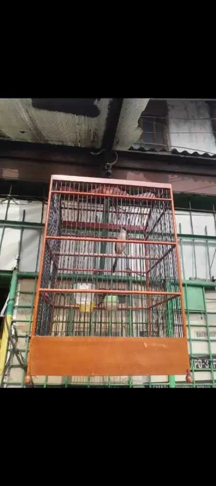 Pentet pilis gacor bisa dia kirim