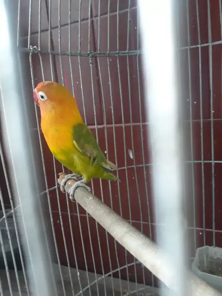 lovebird marimas aktip bunyi bising