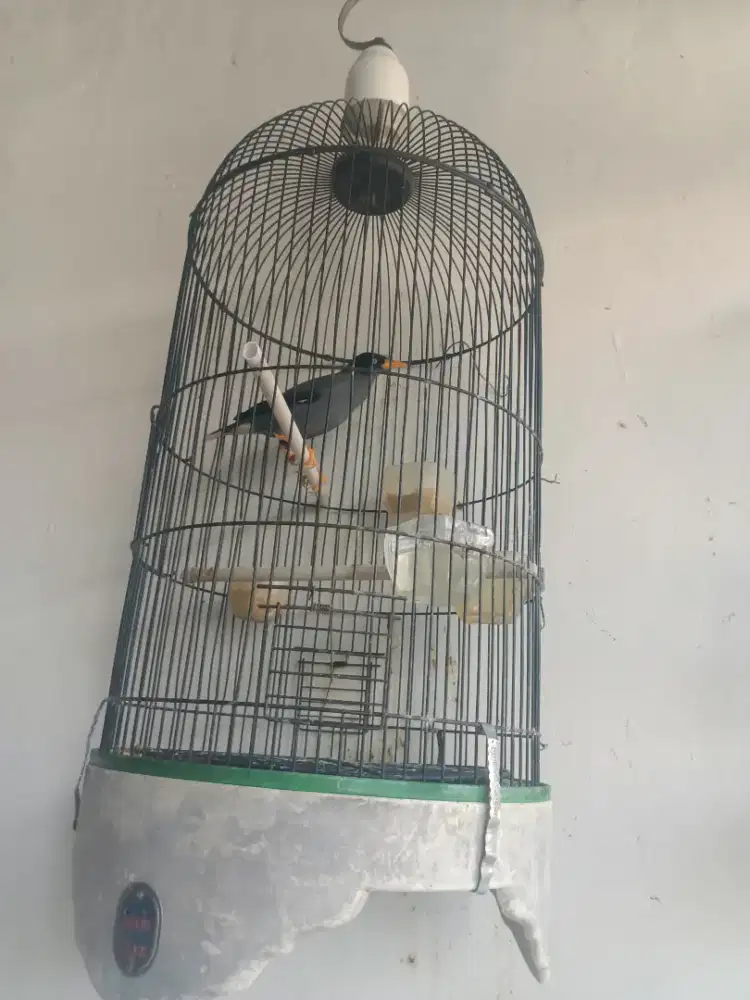 Jalak kebo gacor