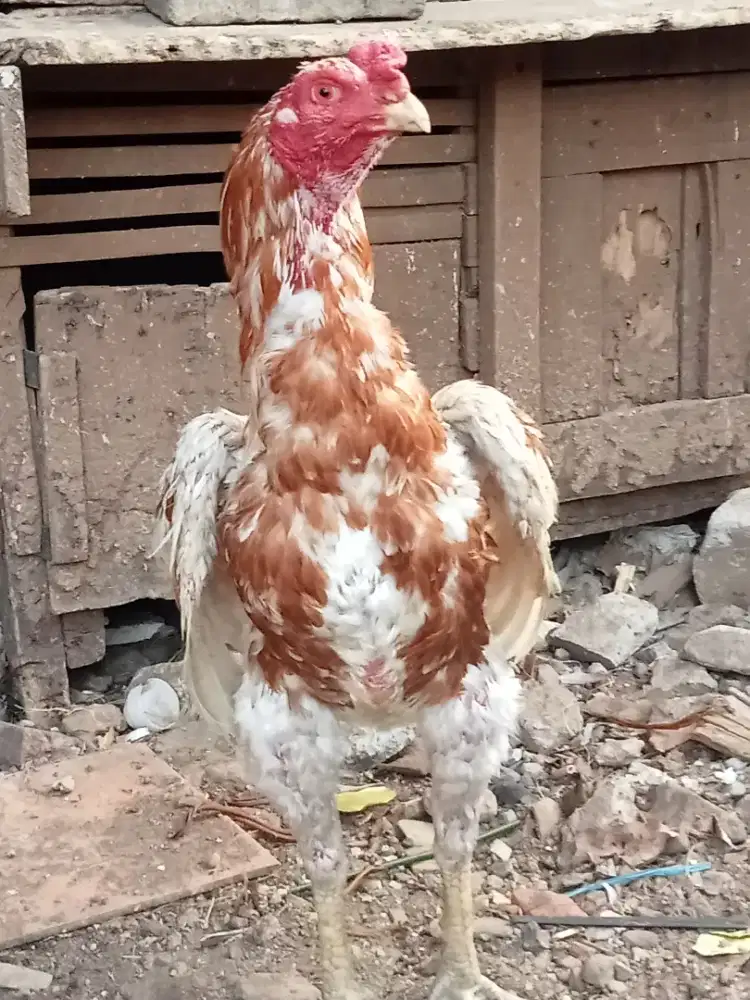Ayam jago bangkok