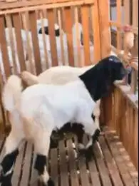 3 ekor bakalan kambing etawa PE kaligesing 6 bln TB 65cm jantan puas