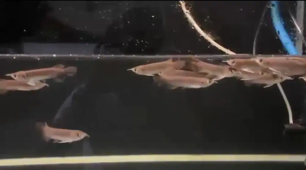 Arowana Super Red Baby Size 10cm