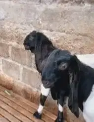 3 ekor bakalan kambing etawa PE jantan 6 bln kaligesing siap ternak ok