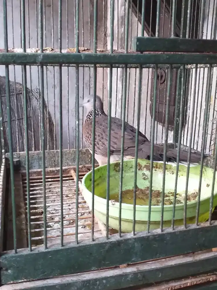 Tekukur rawatan udah bunyi mulus