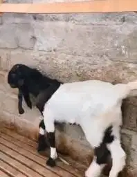 3 ekor bakalan kambing etawa PE kaligesing 6 bln TB 65cm jantanan puas